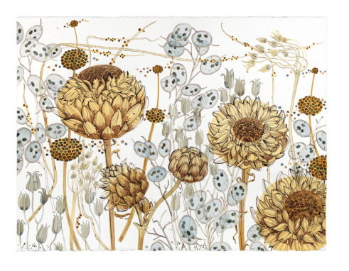 Honesty, Aquilegia and Artichokes