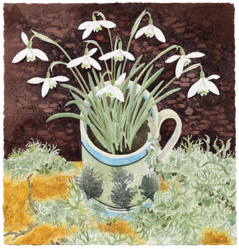 Snowdrops and Lichen