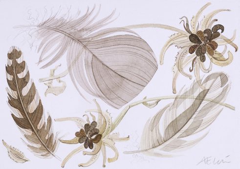 Calendula and Feathers