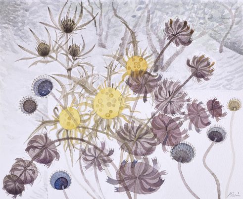 Seedheads and Olive Trees, Le Caviere