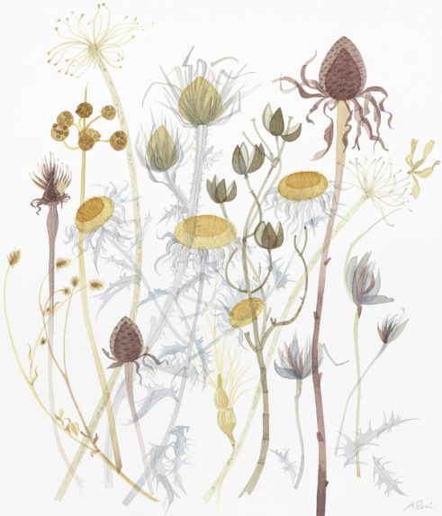 Coneflower with Spanish Seedheads