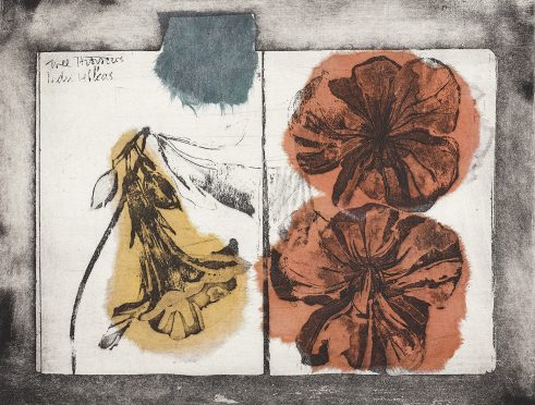 Drawn from Nature: Tree Hibiscus