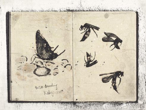 Drawn from Nature: Ouzo-drinking Butterfly and Wasps