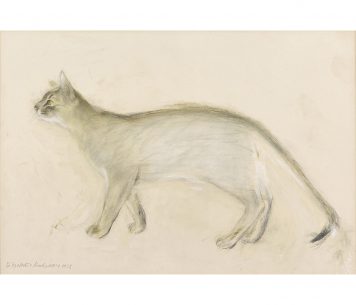 Abyssinian Cat