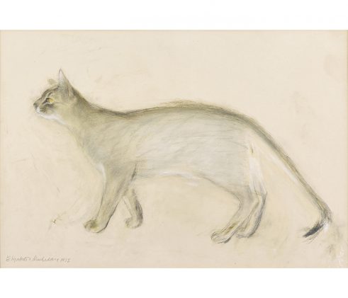 Abyssinian Cat
