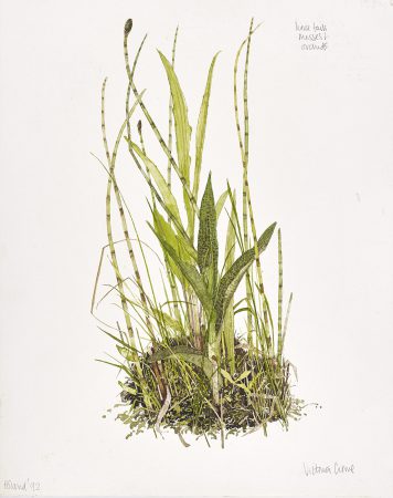 Horsetails, Mosses and Orchids