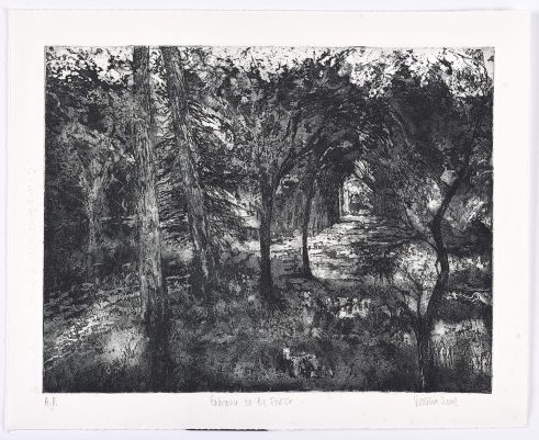 Entrance to the Forest