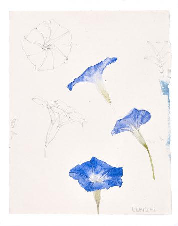 Morning Glory