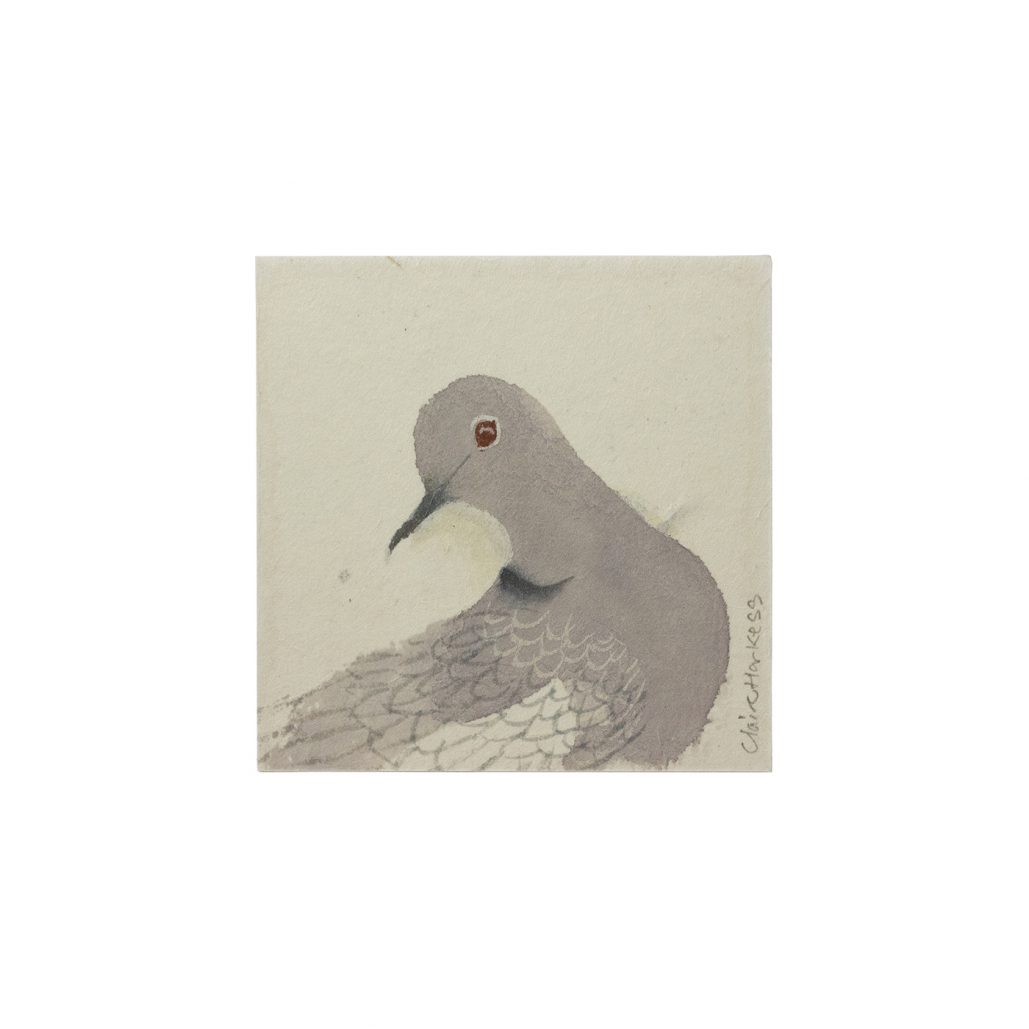 Collared Dove The Scottish Gallery