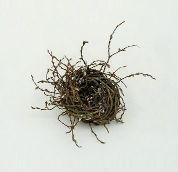Large Catkin Nest