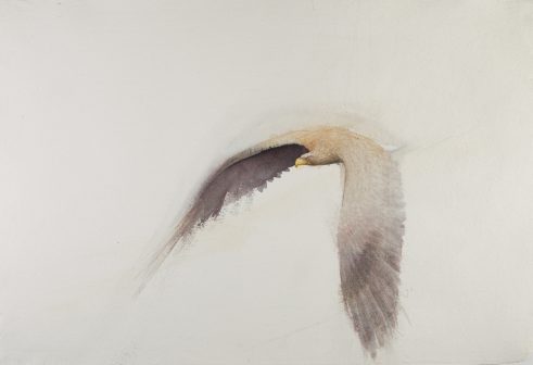 Sea Eagle: Lost 1916, Re-introduced 1975