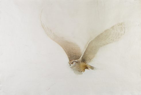 Eagel Owl II