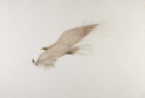 White-Tailed Eagel