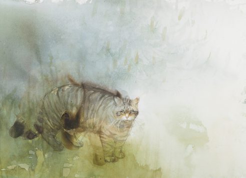 Scottish Tiger