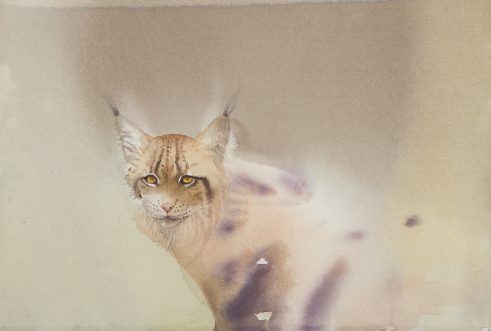 Lynx Portrait II