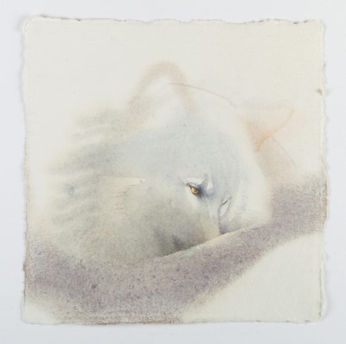 Wolf Portrait IV