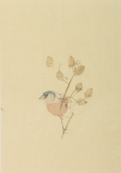 Chaffinch