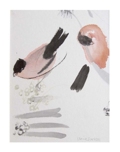 Bullfinch