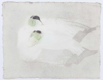 Eider