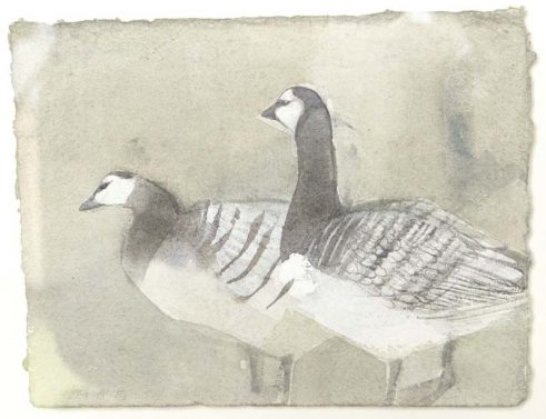 Barnacle Goose