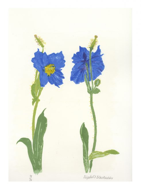 Meconopsis