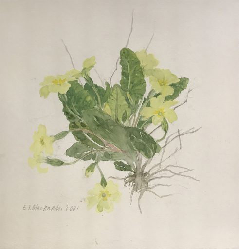 Primrose