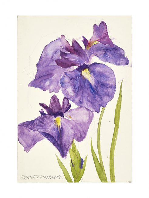 Iris I