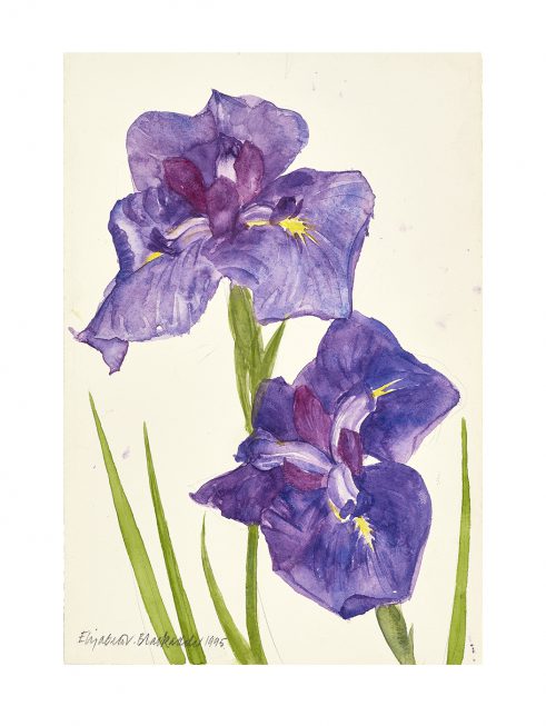 Iris II