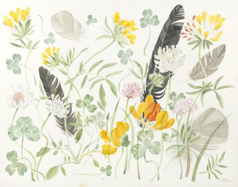 Machair and Feathers