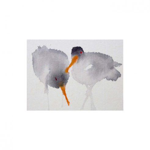 Oystercatchers