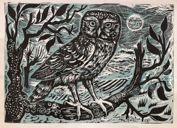 Little Owl