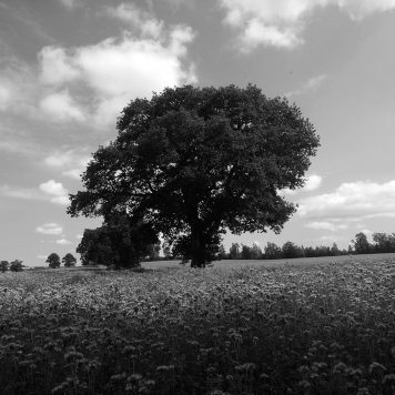 Closer to Home – Photography