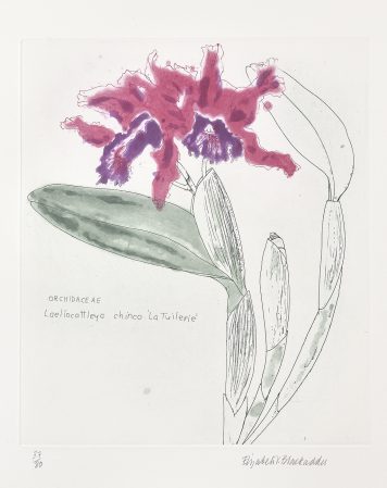 Orchidaceae Laeliocattleya Chinco ‘La Tuilerie’