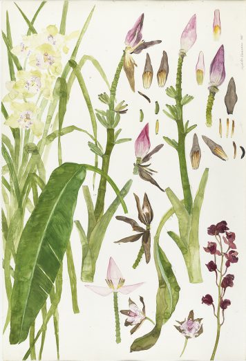 Orchids and Bananas