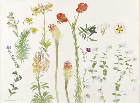 Flower Studies – Lilies, Pink Cistus, Vinca, Codonopsis, Acanthus and Kniphofia