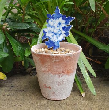 Scott’s Cumbrian Blue(s), Flower Pot Cutting, No. 5