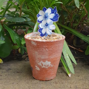 Scott’s Cumbrian Blue(s), Flower Pot Cutting, No. 2