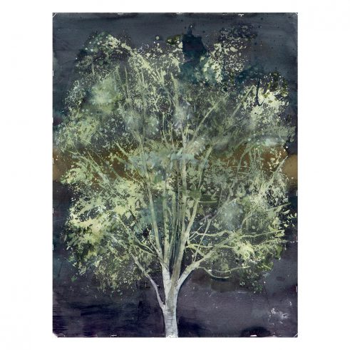 The Night Birch (Summer)