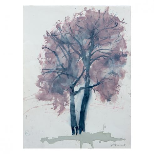 Pink Canopy Ash