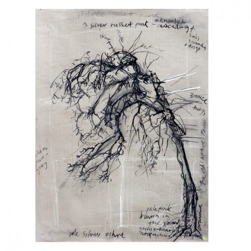 Pear Tree Colour Notes