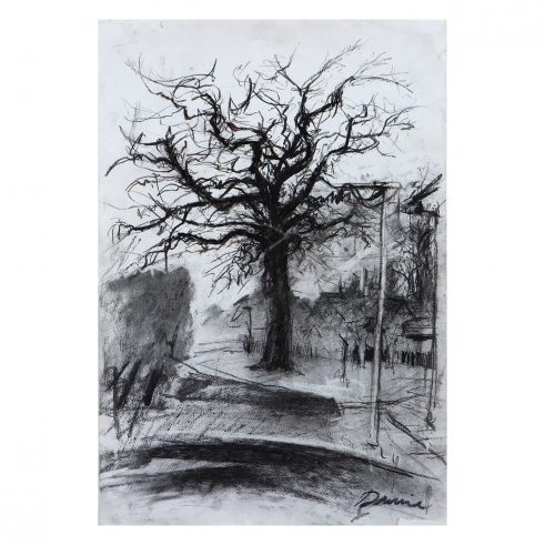 Ornamental City Beech
