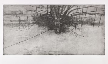 Beech Tree