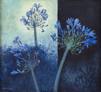 Agapanthus, Changing Light