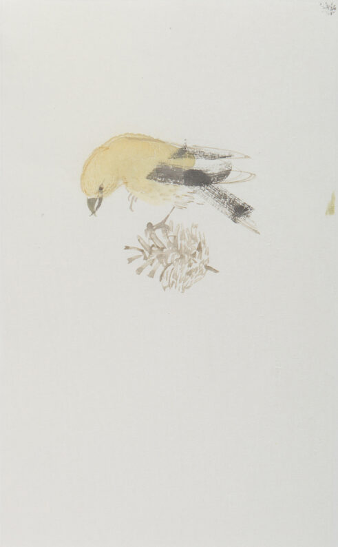 Crossbill, female