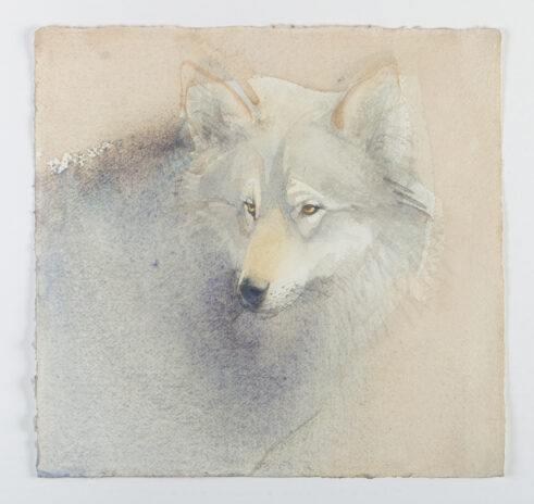 Wolf Portrait v