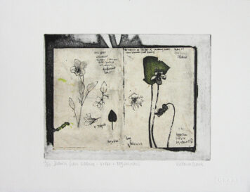 Drawn from Nature: Violet and Bog Palustus