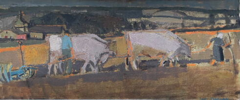 Team of Oxen Ploughing