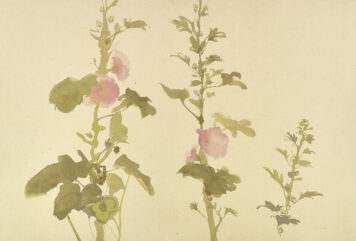 The Hollyhock and the Snail