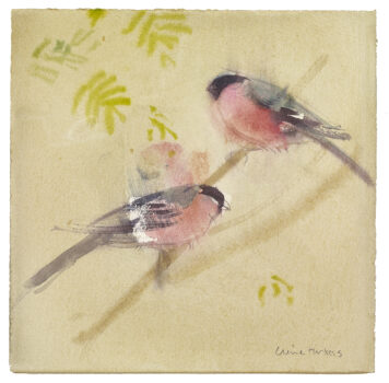 Bullfinch I