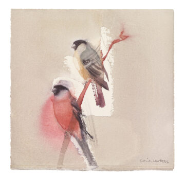 Bullfinch III